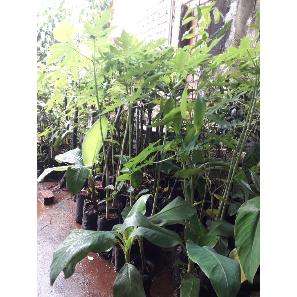 Cây giống Đu Đủ Thái Lan siêu sớm. .
