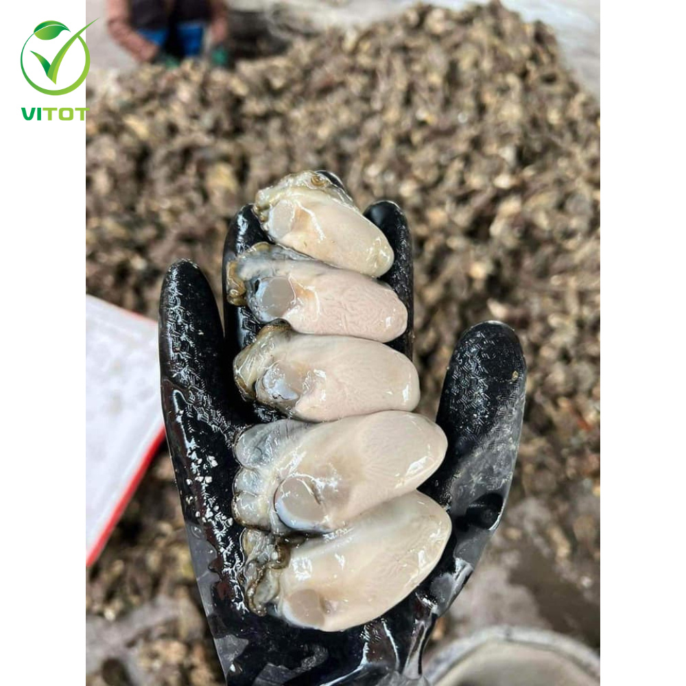 - HÀU NÕN VITOT FOOD
