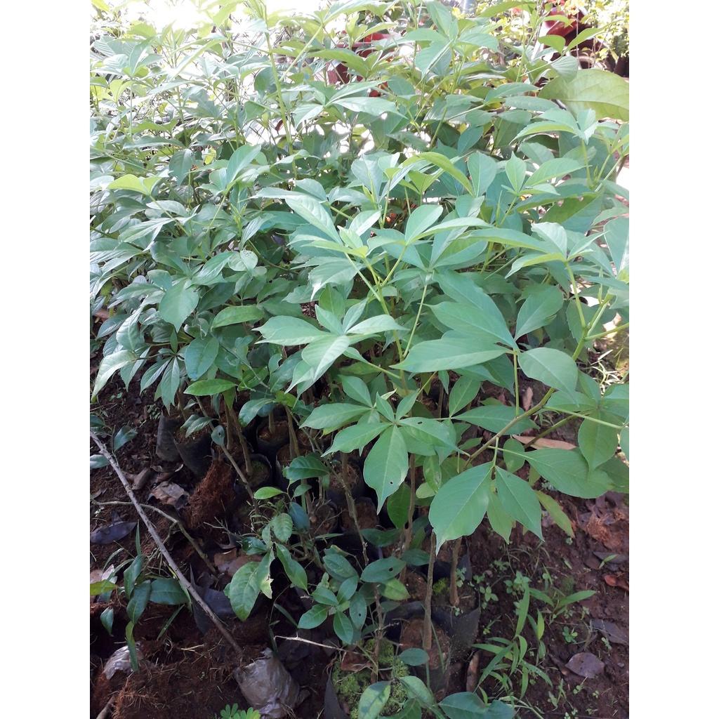 CÂY GIỐNG BAO BÁP.  ()