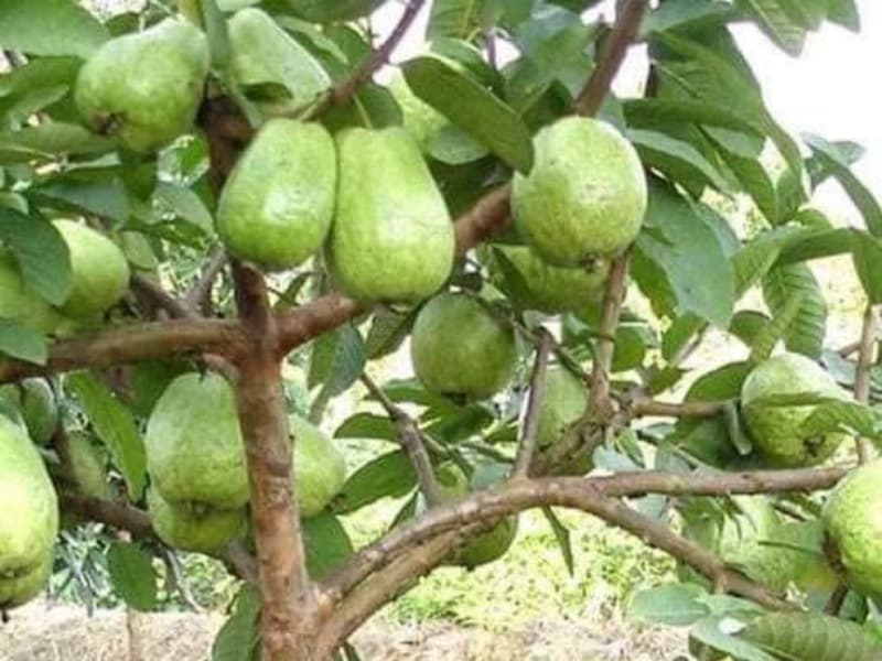 Cây Giống Ổi Lê Ruột Đỏ