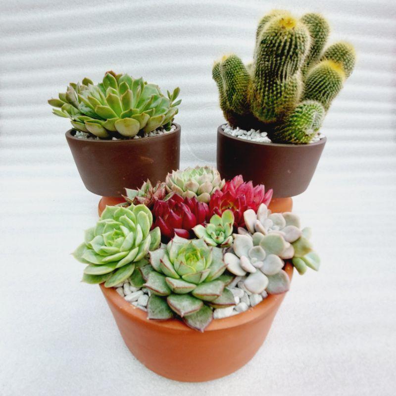 Chậu đất nung Bình Dương - Trụ lùn, miệng chậu 15cm, chiều cao 7cm