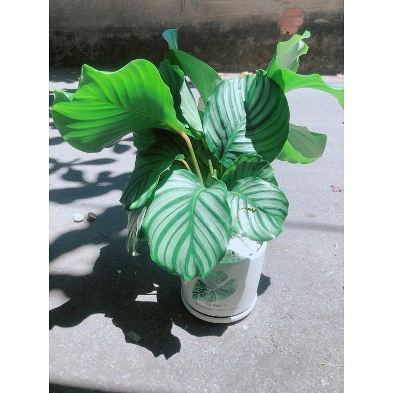 Chậu Cây Đuôi Công Táo