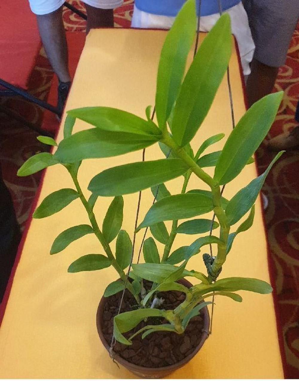 Phi điệp đột biến 5CT HOA LƯ chuẩn giống cam kết chất lượng