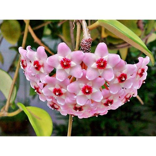 Lan CẨM CÙ, chậu lan CẨM CÙ HỒNG CẨM THẠCH, nhập khẩu, mặt hoa hoa đẹp, đảm bảo mặt hoa