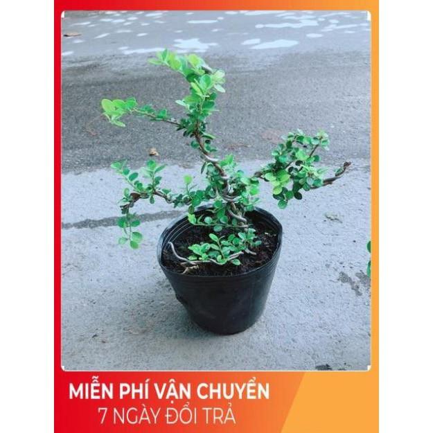 Linh Sam Núi Bonsai