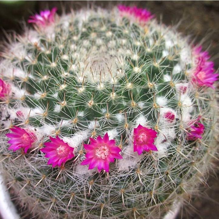 Hạt giống hoa xương rồng bánh sinh nhật 20 hạt/gói