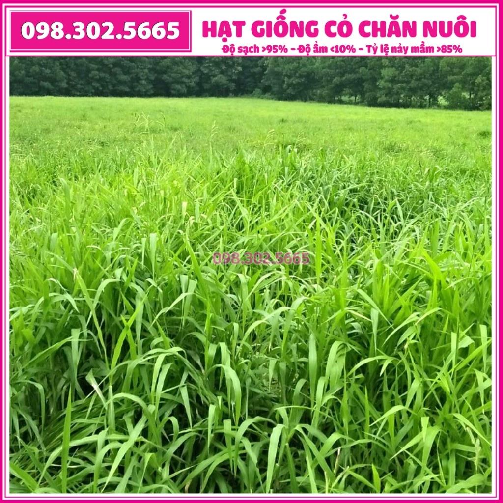 Hạt giống cỏ RUZI - chỏ chịu dẫm đạp - gói 300g - Hạt giống cỏ chăn nuôi trâu, bò, dê... loại 1