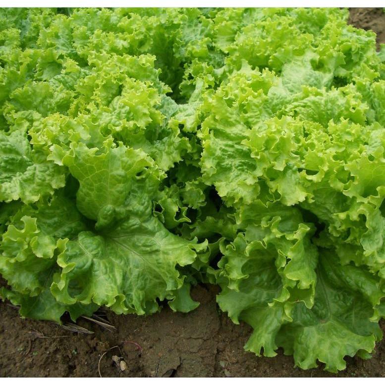 Combo 2 gói Hạt Giống Xà lách xoăn xanh
