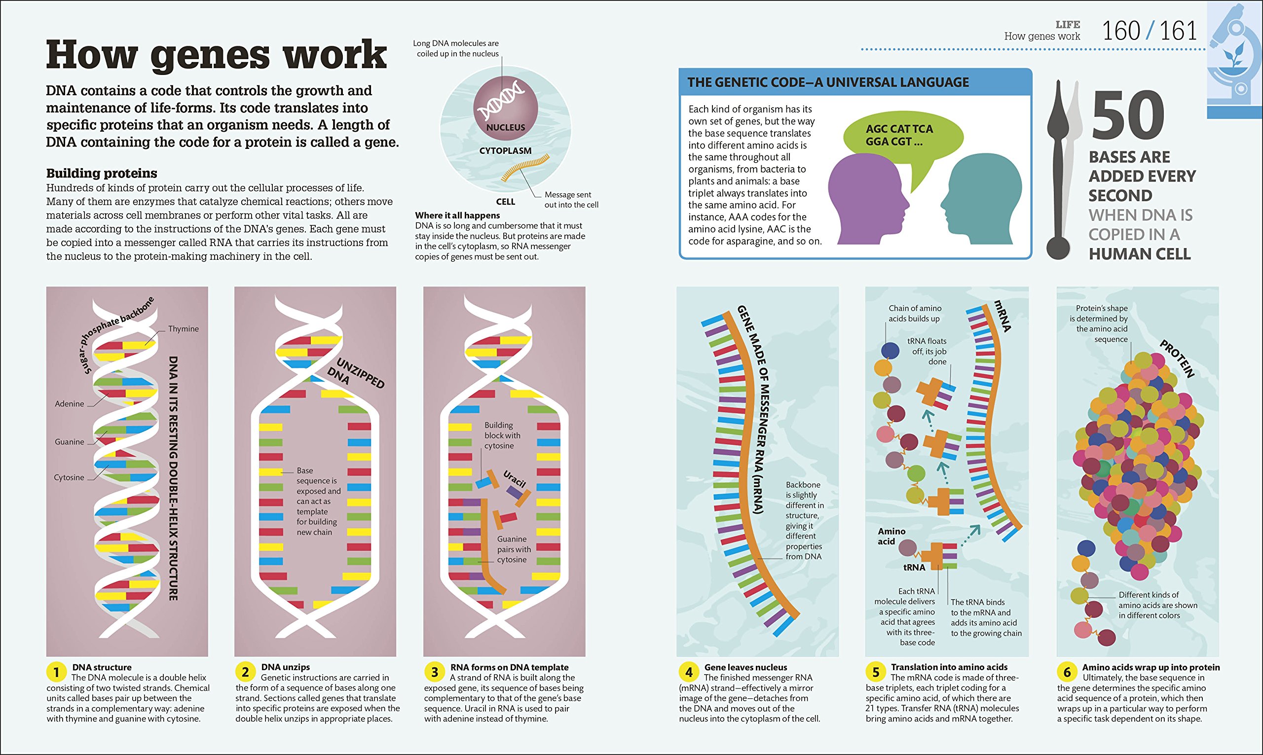 Sách How Science Works - Cuốn Sách 3 Trong 1 Cho Trẻ Yêu Thích Khoa Học Và Tiếng Anh - Á Châu Books, Bìa Cứng, In Màu