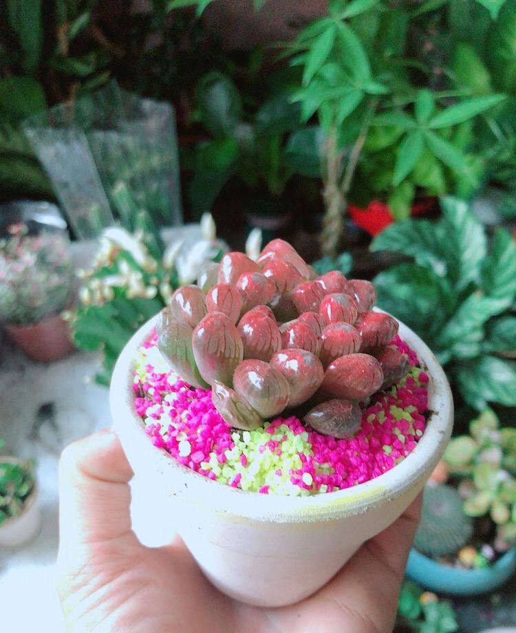 Chậu Cây Kim Cương Copi Màu Đỏ