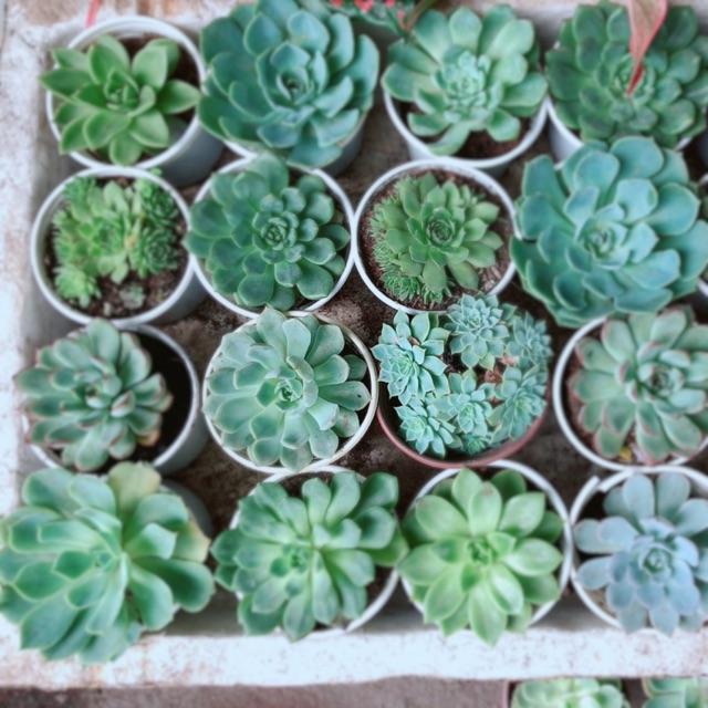 Sen Đá Size Trung 35k