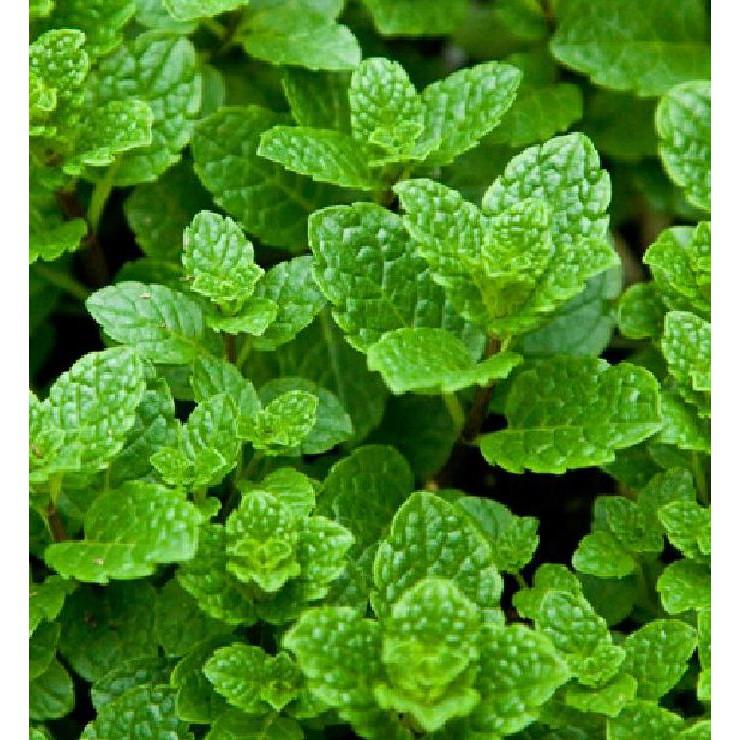 Hạt giống Húng bạc hà – 0.1Gram/gói