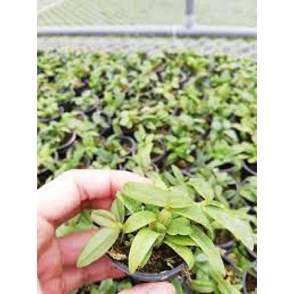 Cốc phi điệp 5 cánh trắng HẢI DƯƠNG - hàng gieo hạt - hoa xổ số - hoa siêu đẹp giá rẻ