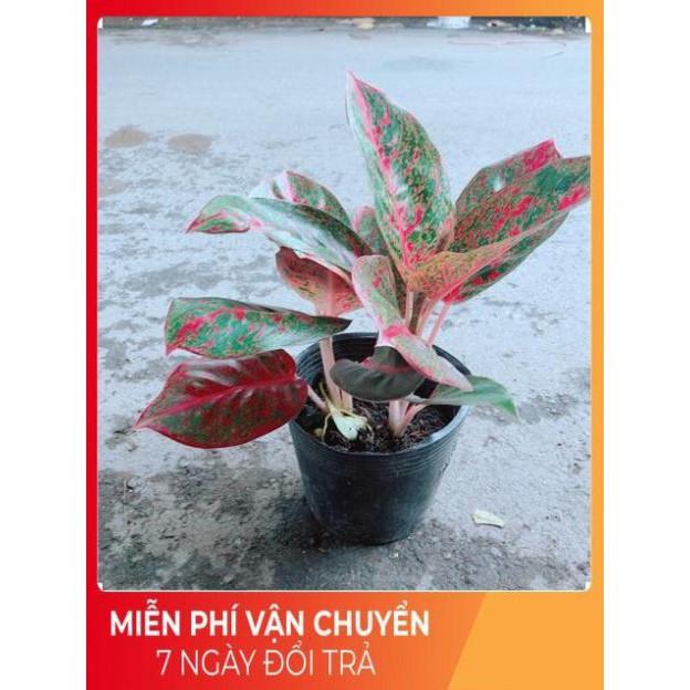 Cây Như Ý Màu Đỏ