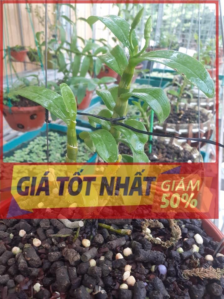 Chậu Lan Phi điệp 5 CÁNH HỒNG NHẬT HẠ