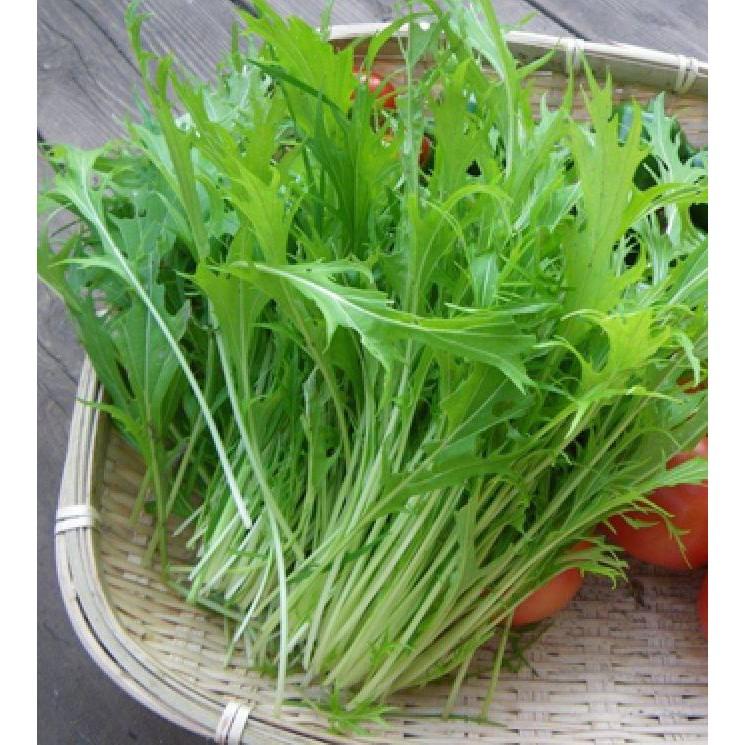 Hạt giống rau cải nhật xanh - 10gr/gói