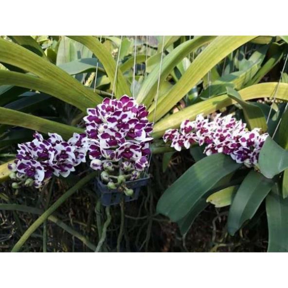 Chậu đai châu thái 4 cặp lá ki mập khỏe ấm chậu