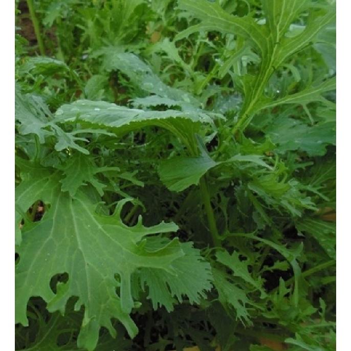 Hạt giống rau cải mèo Hà Giang - gói 1kg