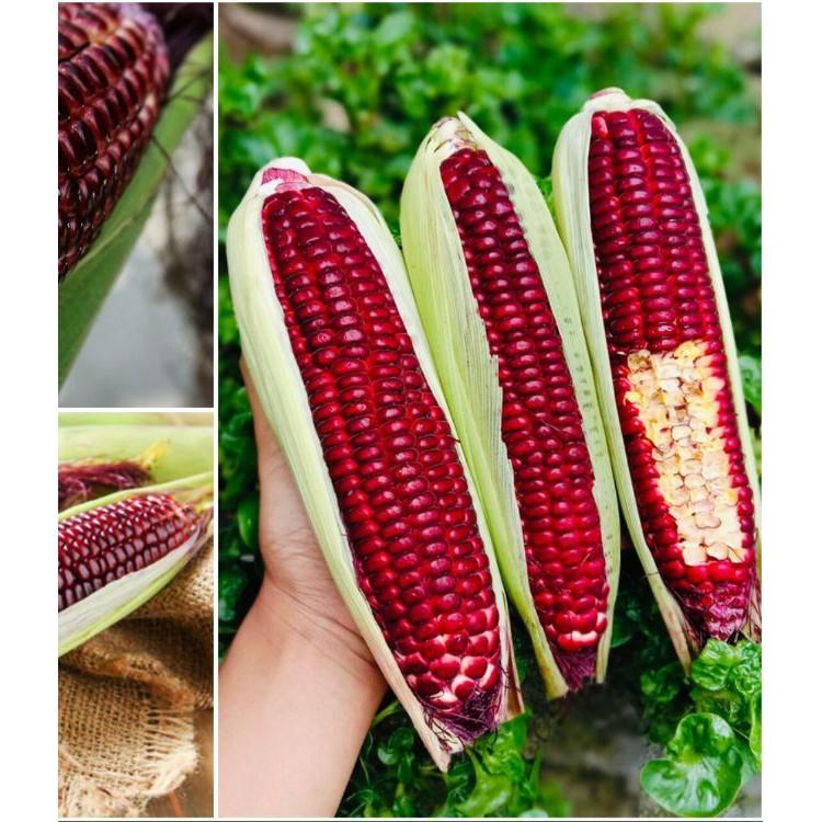 Hạt giống ngô Nữ Hoàng đỏ 5gr/gói