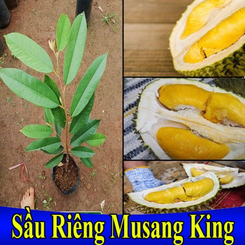 CÂY GIỐNG SẦU RIÊNG MUSANKING