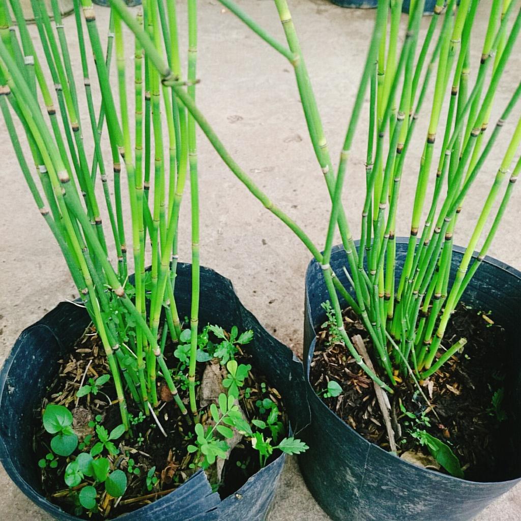 Cây Thiền Trúc - cây cảnh vườn + tặng phân bón cho cây