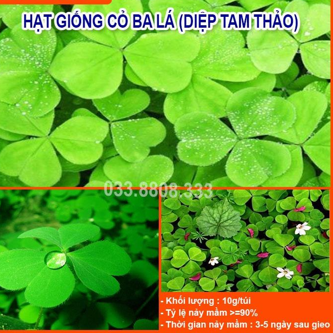 Hạt Giống Cỏ Ba Lá - Cỏ May Mắn - Cỏ trang trí sân vườn