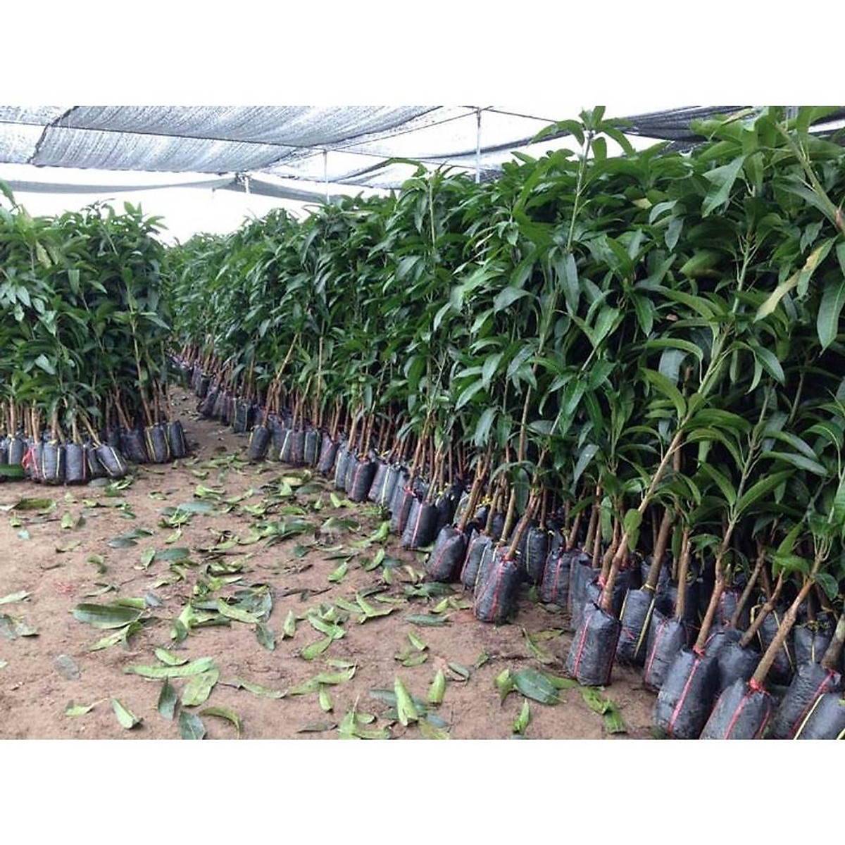 CÂY GIỐNG XOÀI KEO CAMPUCHIA CÂY GHÉP