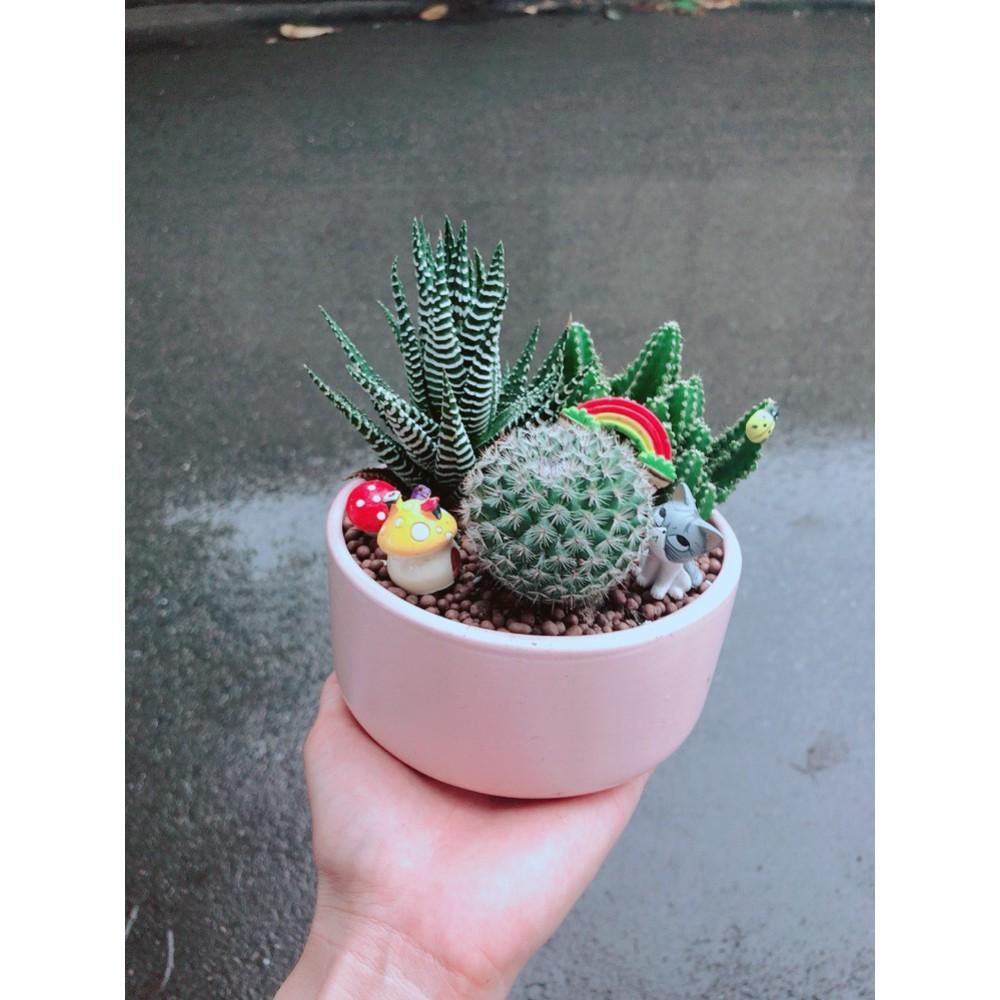 Chậu sen đá tiểu cảnh 23