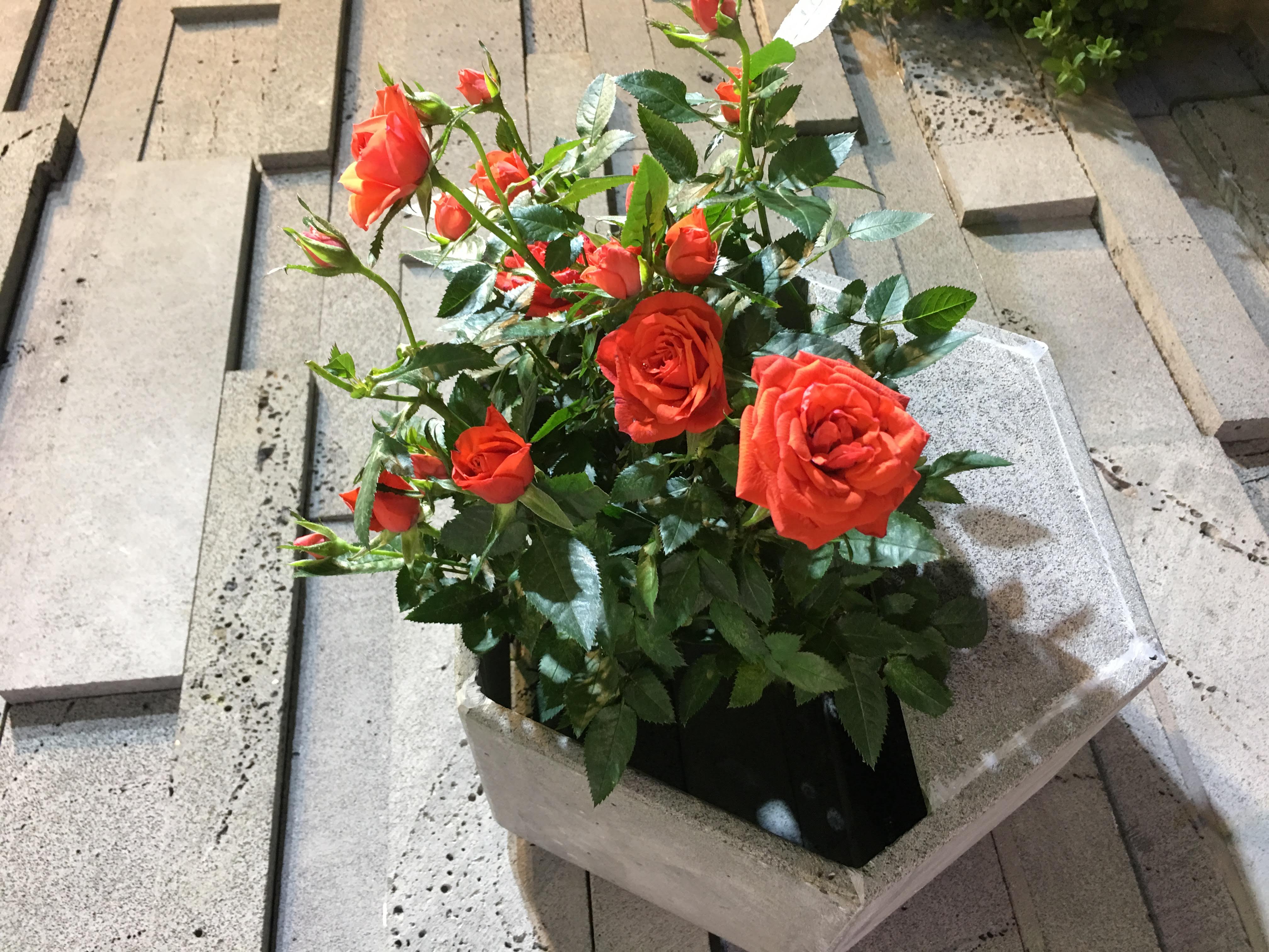 Chậu hoa treo tường độc đáo bằng đá ong xám tự nhiên 30x30x15cm