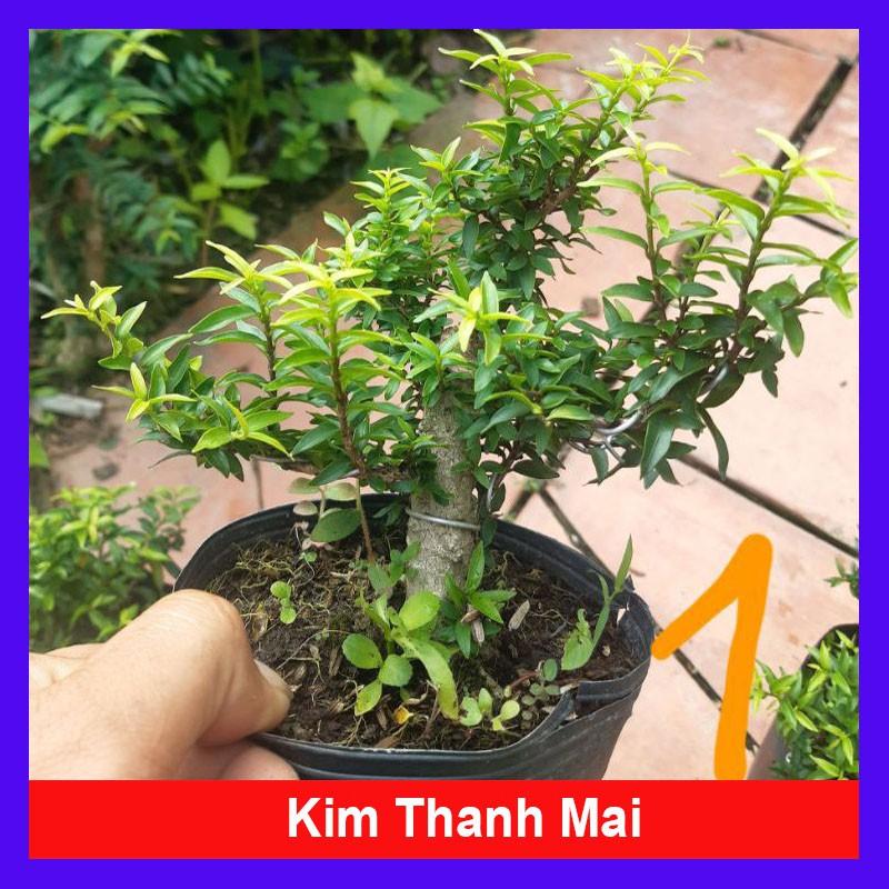 Cây Kim Thanh Mai - cây cảnh bonsai để bàn