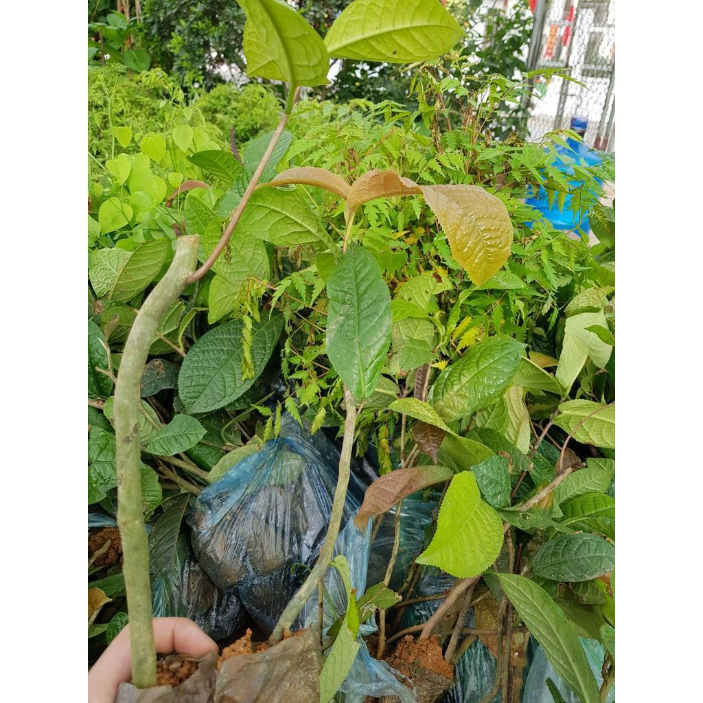 Trà hoa vàng