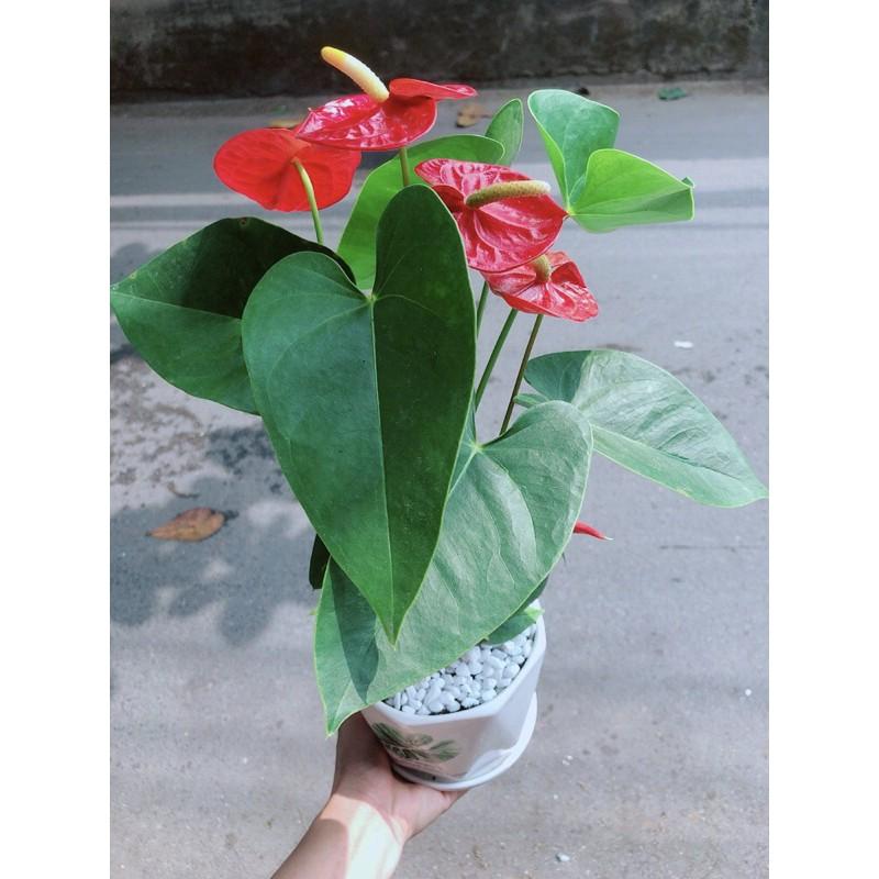 Chậu Cây Hồng Môn