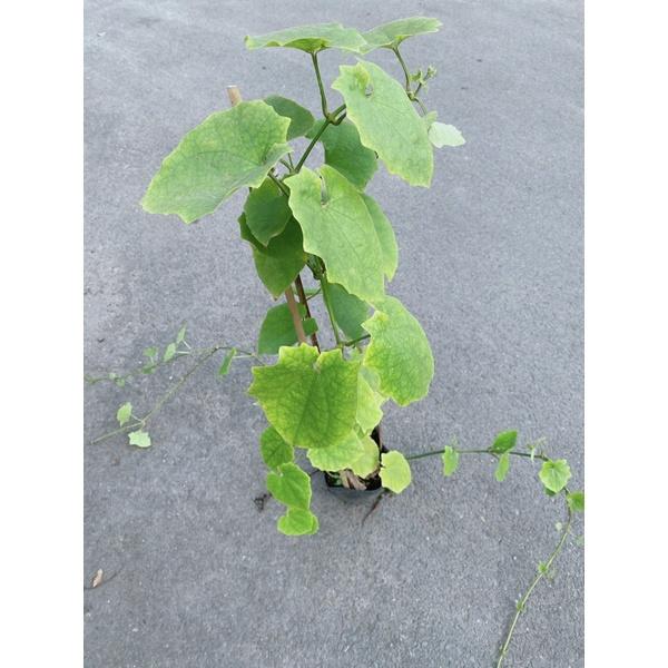 Cây Cát Đằng Lá Nhỏ