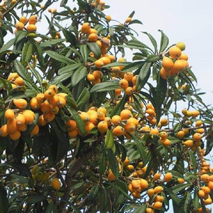 CÂY GIỐNG BIWA GIỐNG MỚI