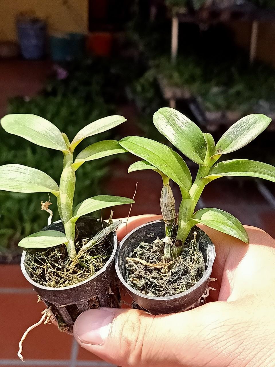 Phi Điệp Hồng Thiên Lôi cây Giống Nhân mô cây cực đẹp
