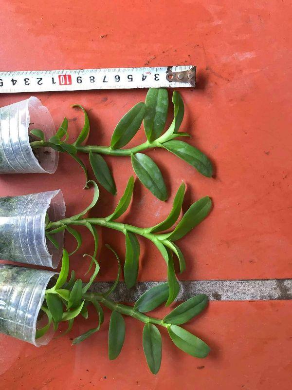 Hoa lan 5ct tien sa cam kết chất lượng UY TÍN CHẤT LƯỢNG