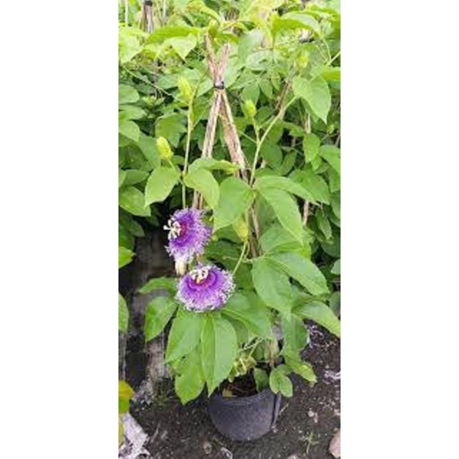 CHẬU HOA LEO Sao Biển