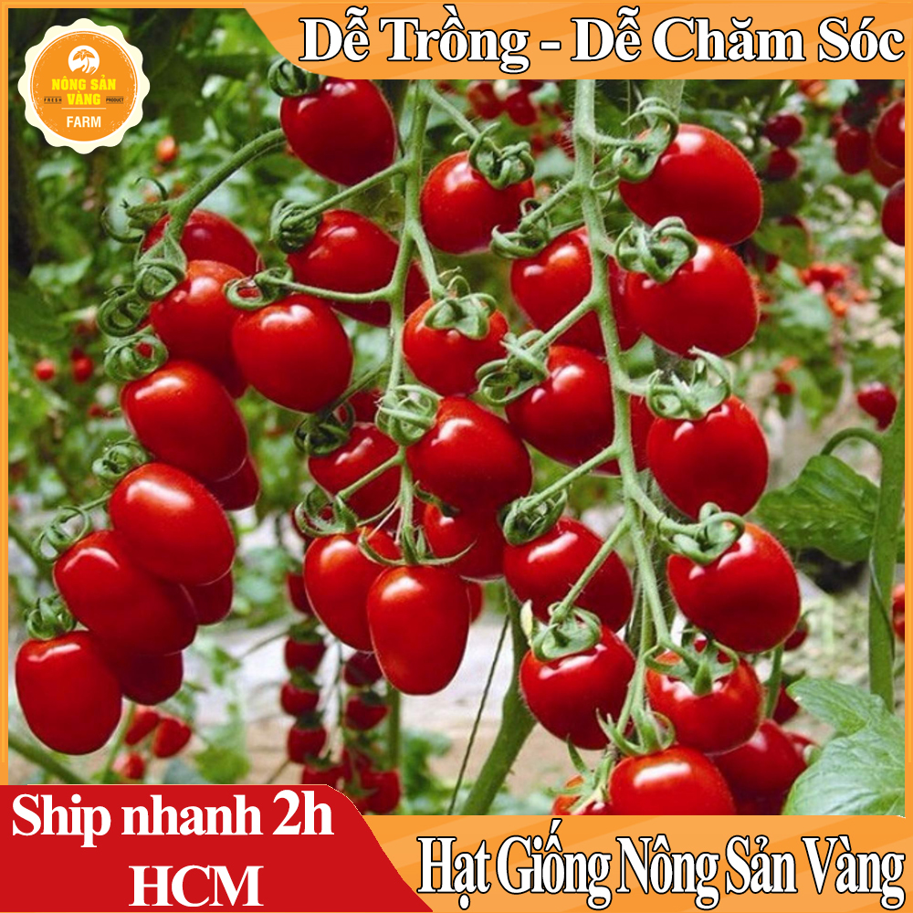 Hạt Giống Cà Chua Cherry Đỏ,Loại Quả Giàu Vitamin A, C và K Rất Tốt Cho Sức Khỏe, Trồng Được Quanh Năm - Nông Sản Vàng