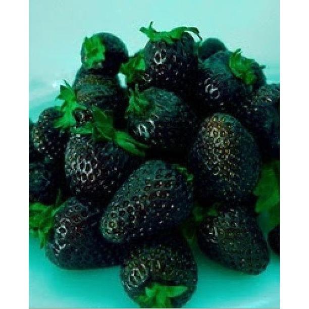 Hạt giống dâu tây đen chịu nhiệt KNS3439 - Gói 100 hạt