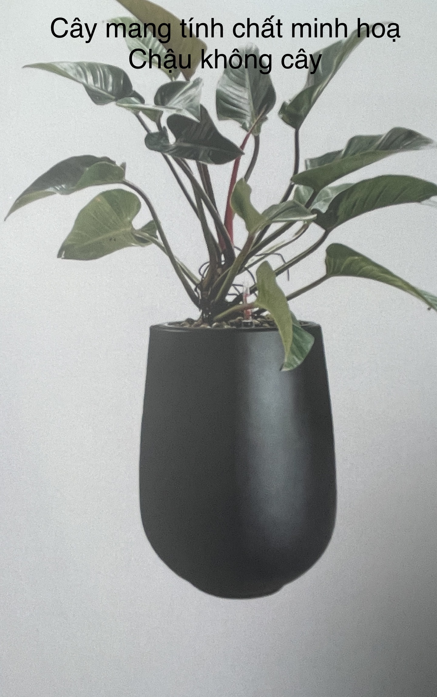 Chậu Composite tròn 45X56cm |MÀU ĐEN | CT2027B-BAOBINH