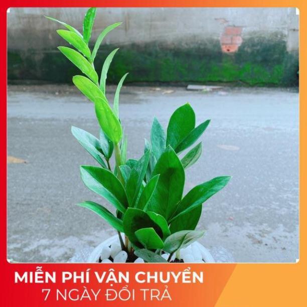 Chậu Kim Tiền Thái