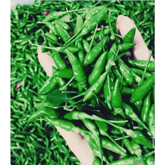 Hạt Giống Ớt Xiêm Xanh Thái Lan F1 KNS3374 - Gói 0.1gram