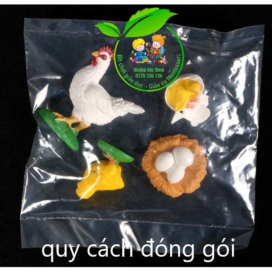 Mô hình vòng đời của gà - Chicken Life Cycle