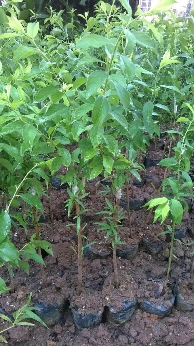 Cây mận tam hoa cây đẹp chuẩn giống