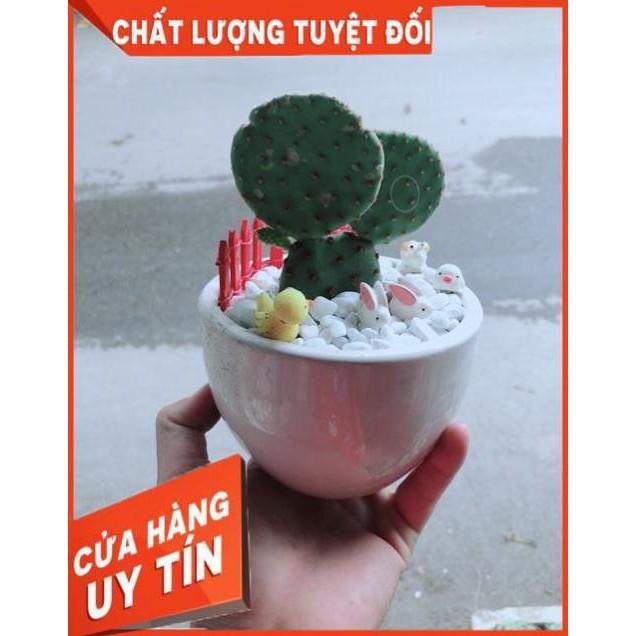 Chậu Xương Rồng Tai Thỏ
