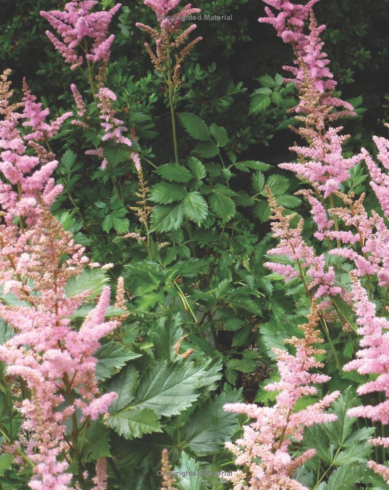 Best Perennials for Sun and Shade (Home Grown Gardening)