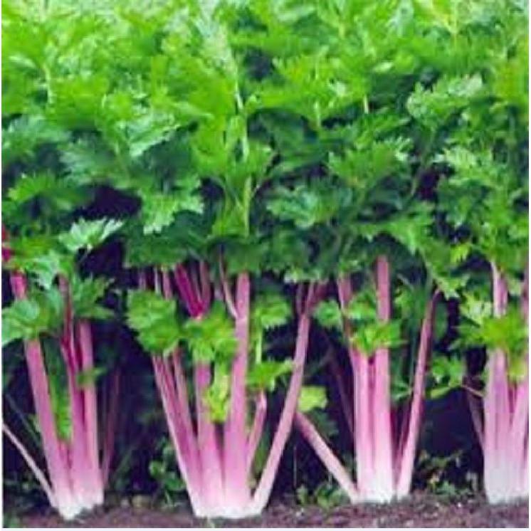 Hạt giống rau cần tây đỏ - 1 gói 2gr