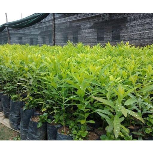 COMBO 2 Cây giống Đàn Hương trắng Ấn Độ