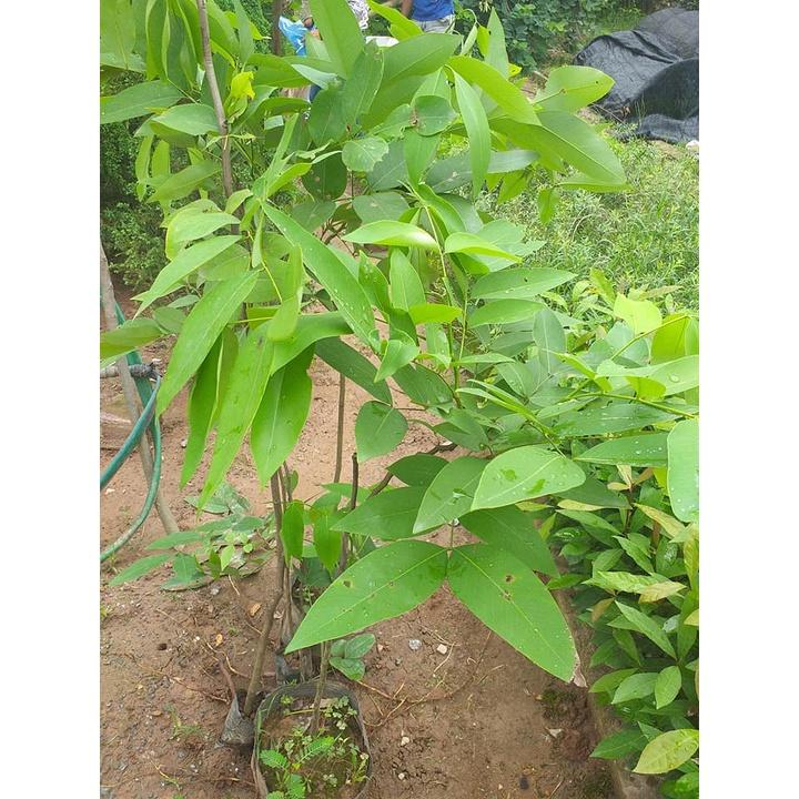 CÂY GIỐNG LÁ VỐI