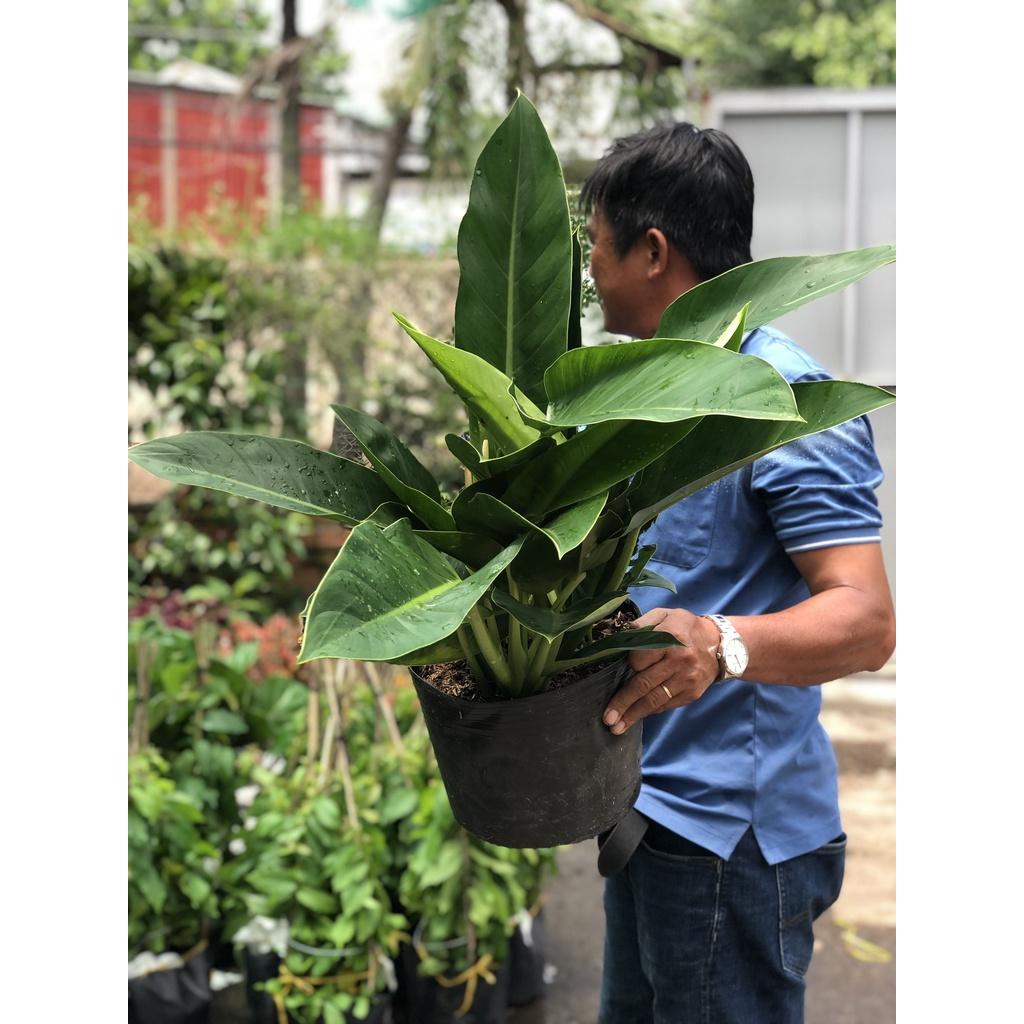 Chậu trầu bà đế vương xanh